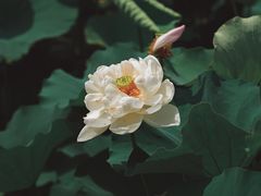 -陶辛水韵