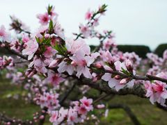 -南汇桃花村