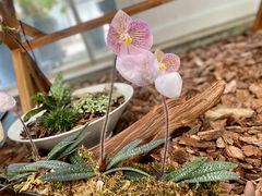 -上海鲜花港