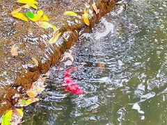 -成都市活水公园
