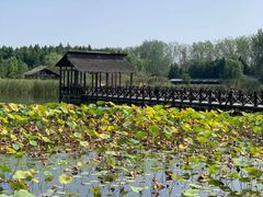 -溱湖国家湿地公园