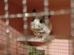 -藦茜花园宠物主题亲子互动体验馆(国顺东路店)