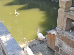 -苏州文庙(姑苏区)