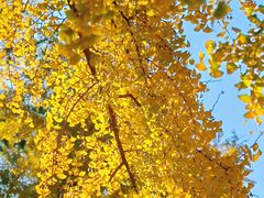 -三里屯东五街银杏大道