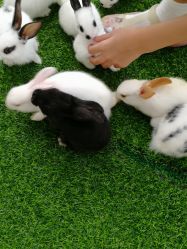 -萌宠亲子动物乐园(槐房万达店)