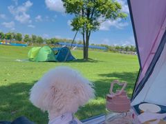 -春花秋色城市公园