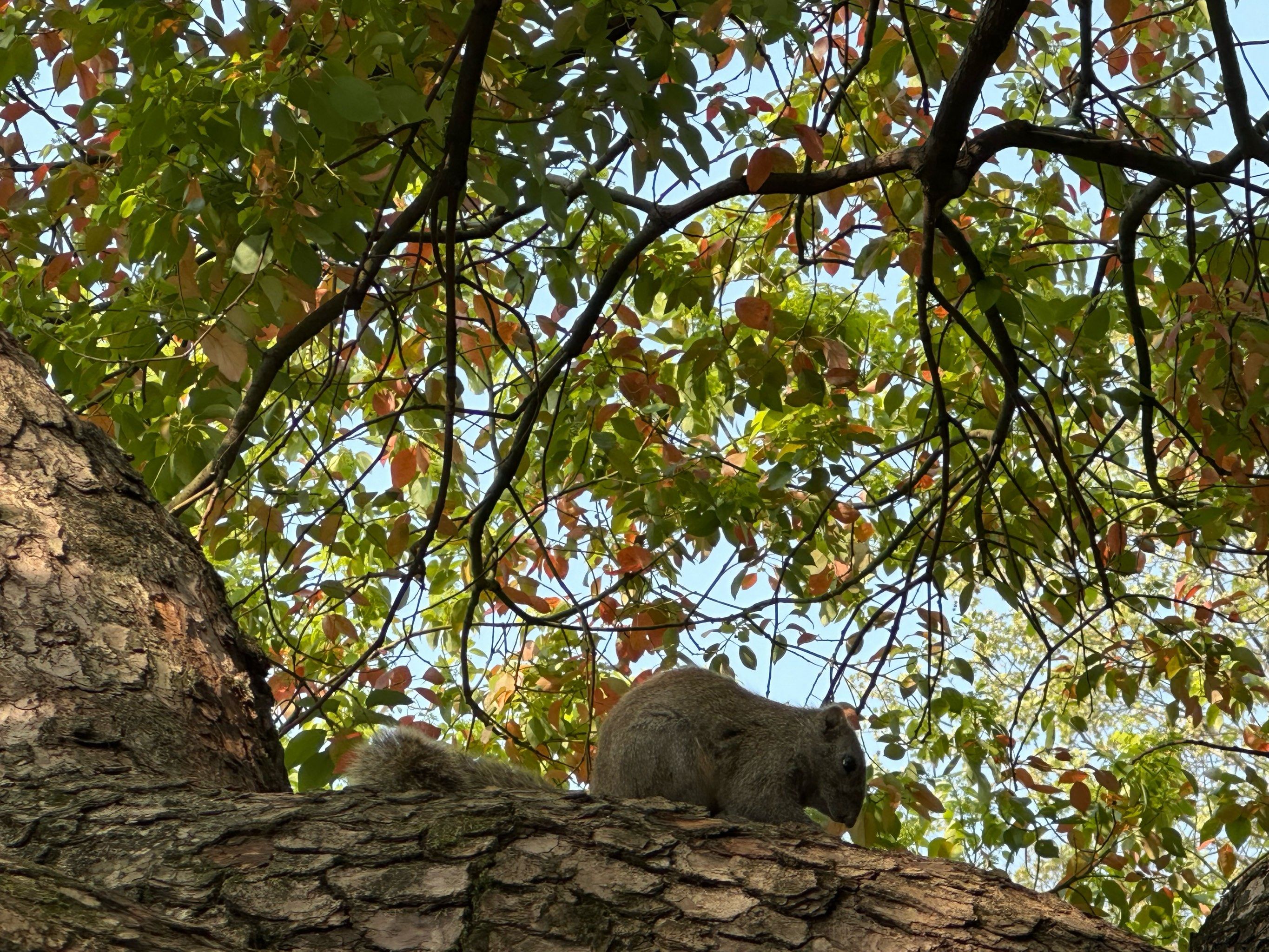 树上的小松鼠