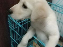 -翊宠yipet猫狗购宠庄园犬舍•猫舍