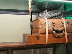 -猫咪博物馆(顶澳仔猫街店)