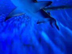 -太平洋海底世界