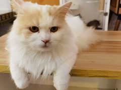 -平行世界·猫咖(首经贸店)