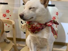 -柴迷FANS CLUB·柴犬狗咖·猫咖