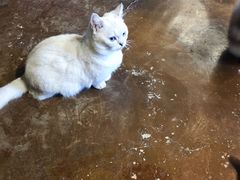 -猫猫幼稚园·撸猫·桌游·电玩