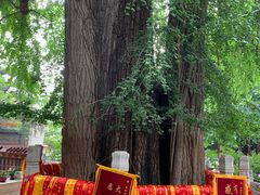 -潭柘寺景区
