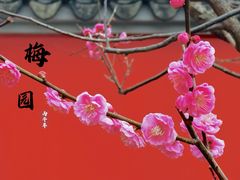 -无锡梅园公园