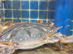 -77号·蒸海鲜青岛菜(积米崖店)
