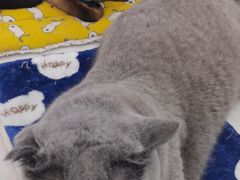 -喵园·猫主题咖啡厅·撸猫·猫咖(国贸店)