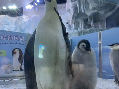 -帝企鹅自助餐厅•儿童岛•真企鹅(长隆企鹅酒店)