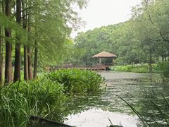 -上海滨江森林公园