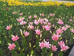 -长春公园(普阳街道)