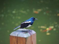 -人民公园(罗湖区)