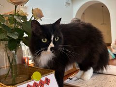 -有猫主题·治愈系猫咖(曾厝垵店)