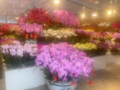 -龙大花卉苗木市场