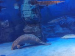 -烟台海昌鲸鲨海洋公园