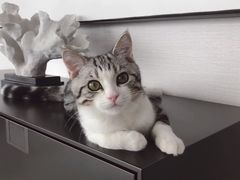 -宠爱国际动物医院·消化内科·心肾内科·ISFM猫友好(望京店)