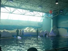 -秦皇岛乐岛海洋王国