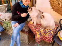 -喵屿·大理花园猫咖