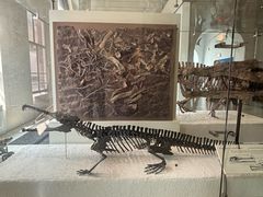 -美国自然历史博物馆