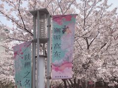 -高东镇樱花园