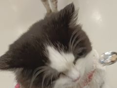 -共舞时光猫咖·狗咖(新街口店)