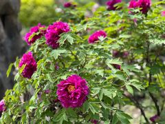 -国家植物园南园