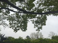 -嘉定紫藤园