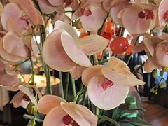 -八府香鸭·啫啫煲(华山路店)