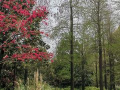 -上海滨江森林公园
