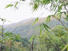 -海南霸王岭国家森林公园