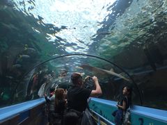 -悉尼海洋生物水族馆