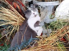 -共舞时光猫咖·狗咖(新街口店)