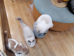 -滚猫咖啡·猫咖·猫友好撸猫(未来城店)