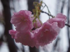 -天适樱花悠乐园