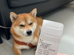 -谐和益家动物医院·免疫绝育·血液透析·宠保定点医院(高新伊藤分院)