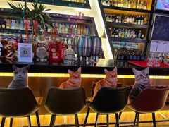 -Famous肥猫墨西哥音乐餐吧(五棵松华熙LIVE店)