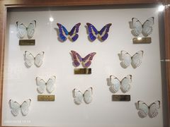 -上海昆虫博物馆