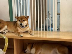 -是阿柴呀！柴犬咖啡·爱喵喵猫咖
