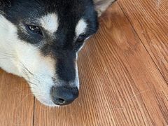 -柴犬高等学院·狗咖·柴犬售卖·宠物训练