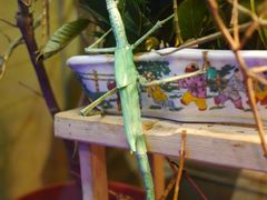 上海大自然野生昆虫馆-上海大自然野生昆虫馆