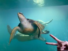 -广东惠东海龟国家级自然保护区